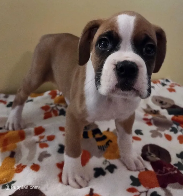 Black Stripe-AKC 50% Euro – Boxer puppy for sale in Methuen, MA