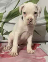 Black-ACA 50% Euro, a female Boxer for sale in Methuen, MA – 2 of 8