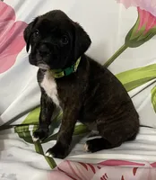 Green-ACA 50% Euro, a male Boxer for sale in Methuen, MA – Photo 2 of 5