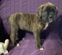 Green-Pending Maria&Max, a male Boxer for sale in Methuen, MA – Photo 2 of 10
