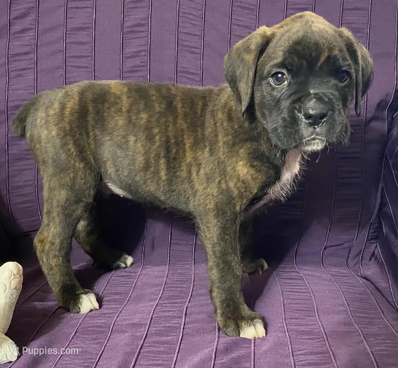 Green-ACA 50% Euro – Boxer puppy for sale in Methuen, MA