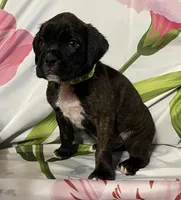 Green-ACA 50% Euro, a male Boxer for sale in Methuen, MA – Photo 4 of 5