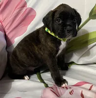 Green-ACA 50% Euro, a male Boxer for sale in Methuen, MA – Photo 1 of 5