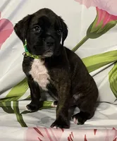 Green-ACA 50% Euro, a male Boxer for sale in Methuen, MA – Photo 3 of 5