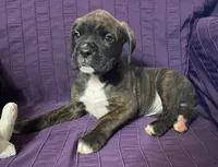 Green-Pending Maria&Max, a male Boxer for sale in Methuen, MA – Photo 4 of 10