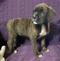 Green-Pending Maria&Max, a male Boxer for sale in Methuen, MA – Photo 3 of 10