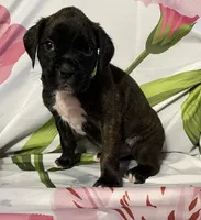 Green-ACA 50% Euro, a male Boxer for sale in Methuen, MA – Photo 5 of 5