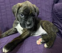 Green-Pending Maria&Max, a male Boxer for sale in Methuen, MA – Photo 5 of 10