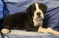Orange-Pending Jessica , a female Boxer for sale in Methuen, MA – 2 of 10