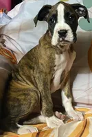 Red-AKC pending Katie&Jaycob, a male Boxer for sale in Methuen, MA – 4 of 9