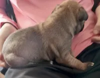 Red-Pending Darlene, a male Boxer for sale in Methuen, MA – Photo 5 of 10