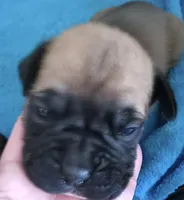 Red-Pending Darlene, a male Boxer for sale in Methuen, MA – Photo 7 of 10