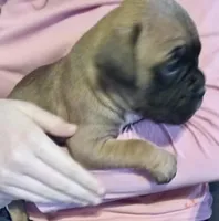 Red-Pending Darlene, a male Boxer for sale in Methuen, MA – Photo 2 of 10