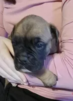 Red-Pending Darlene, a male Boxer for sale in Methuen, MA – Photo 3 of 10