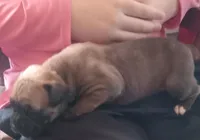 Red-Pending Darlene, a male Boxer for sale in Methuen, MA – Photo 6 of 10