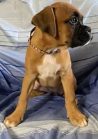 Brown-ACA 87.5% European, a female Boxer for sale in Methuen, MA – 6 of 7