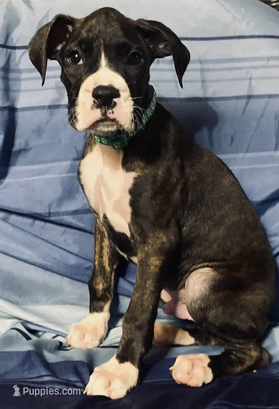 Green-AKC 37.5% Euro – Boxer puppy for sale in Methuen, MA