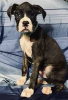 Green-AKC 37.5% Euro, a male Boxer for sale in Methuen, MA – 3 of 6