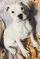 Tan-ACA 50% Euro, a male Boxer for sale in Methuen, MA – 4 of 10