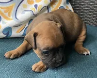 Salmon-AKC 50% Euro, a female Boxer for sale in Methuen, MA – 3 of 3