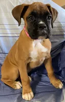 Pink-ACA 87.5% Euro, a female Boxer for sale in Methuen, MA – 2 of 5