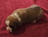 Black Stripe-AKC 50% Euro, a male Boxer for sale in Methuen, MA – 8 of 8