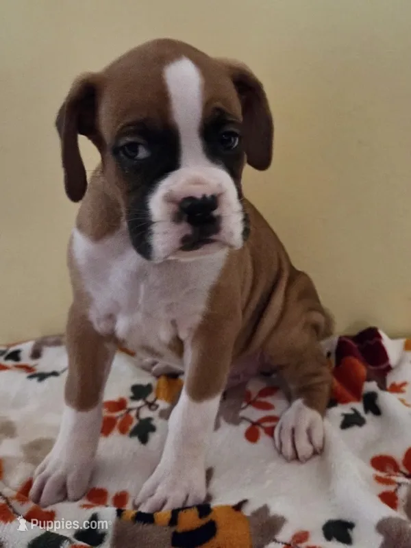 Green Stripe-AKC 50% Euro – Boxer puppy for sale in Methuen, MA