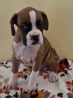 Green Stripe-AKC 50% Euro, a male Boxer for sale in Methuen, MA – 1 of 6