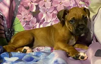 Blue-AKC 50% Euro, a male Boxer for sale in Methuen, MA – 2 of 4
