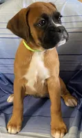 Green-ACA 87.5% European, a female Boxer for sale in Methuen, MA – 3 of 7