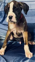 Red-AKC 37.5% Euro, a male Boxer for sale in Methuen, MA – 4 of 5