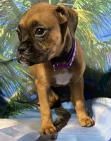 Purple-AKC 50% Euro, a female Boxer for sale in Methuen, MA – 2 of 8