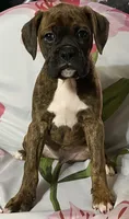 Green-Pending Michelle , a male Boxer for sale in Methuen, MA – 2 of 10