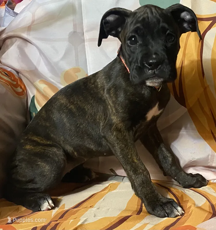 Pink-AKC 37.5% Euro – Boxer puppy for sale in Methuen, MA