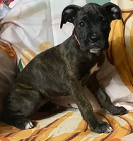 Pink-Pending Tony, a female Boxer for sale in Methuen, MA – 1 of 10
