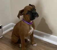 Purple-Pending Jill, a female Boxer for sale in Methuen, MA – 4 of 10