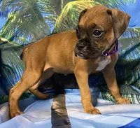 Purple-AKC 50% Euro, a female Boxer for sale in Methuen, MA – 6 of 8