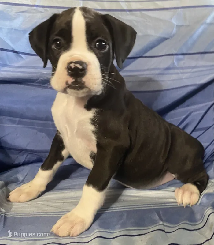 Orange-AKC 50% Euro – Boxer puppy for sale in Methuen, MA