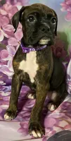 Purple-ACA 37.5% Euro, a female Boxer for sale in Methuen, MA – Photo 5 of 8