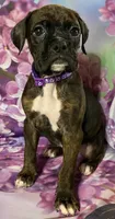 Purple-ACA 37.5% Euro, a female Boxer for sale in Methuen, MA – Photo 6 of 8