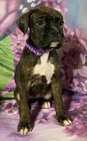 Purple-ACA 37.5% Euro, a female Boxer for sale in Methuen, MA – Photo 2 of 8