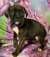 Purple-ACA 37.5% Euro, a female Boxer for sale in Methuen, MA – Photo 8 of 8