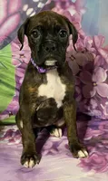 Purple-ACA 37.5% Euro, a female Boxer for sale in Methuen, MA – Photo 4 of 8