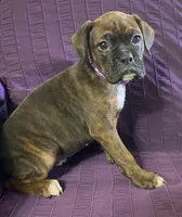 Purple-Pending Suzanne&Reggie, a female Boxer for sale in Methuen, MA – Photo 1 of 10