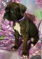 Purple-ACA 37.5% Euro, a female Boxer for sale in Methuen, MA – Photo 7 of 8