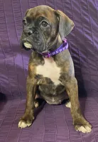 Purple-Pending Suzanne&Reggie, a female Boxer for sale in Methuen, MA – Photo 6 of 10