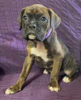 Purple-Pending Suzanne&Reggie, a female Boxer for sale in Methuen, MA – Photo 3 of 10