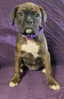 Purple-Pending Suzanne&Reggie, a female Boxer for sale in Methuen, MA – Photo 2 of 10