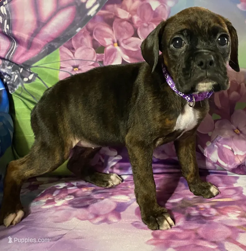 Purple-ACA 37.5% Euro – Boxer puppy for sale in Methuen, MA