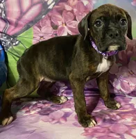 Purple-ACA 37.5% Euro, a female Boxer for sale in Methuen, MA – Photo 1 of 8